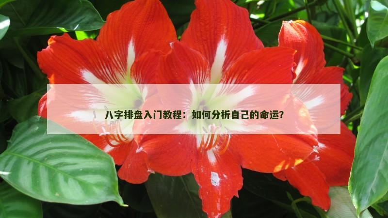 八字排盘入门教程:如何分析自己的命运?