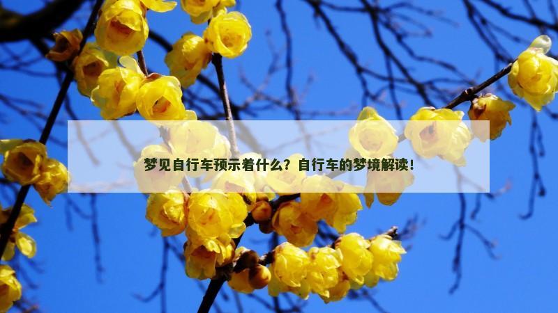 梦见自行车预示着什么?自行车的梦境解读!