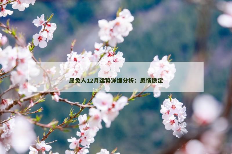 属兔人12月运势详细分析:感情稳定