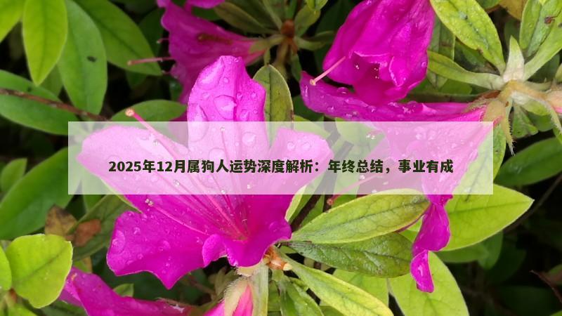 2025年12月属狗人运势深度解析:年终总结,事业有成