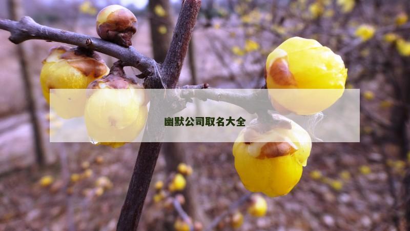 幽默公司取名大全