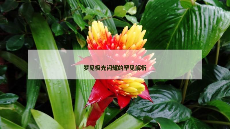 梦见极光闪耀的罕见解析