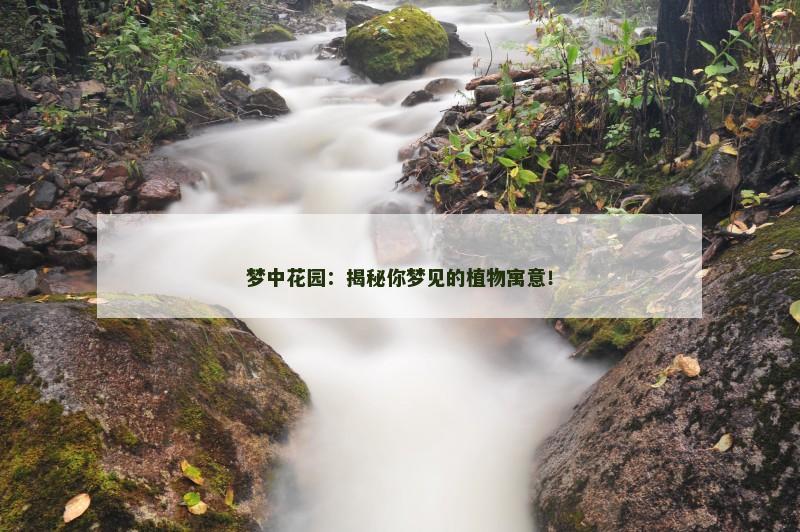 梦中花园:揭秘你梦见的植物寓意!