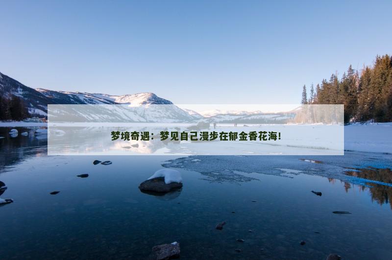 梦境奇遇:梦见自己漫步在郁金香花海!