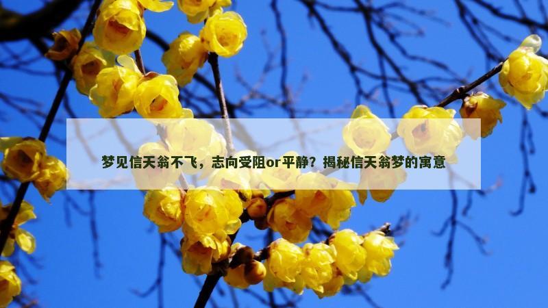 梦见信天翁不飞,志向受阻or平静?揭秘信天翁梦的寓意