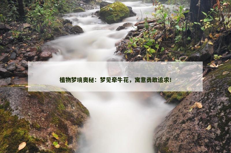 植物梦境奥秘:梦见牵牛花,寓意勇敢追求!