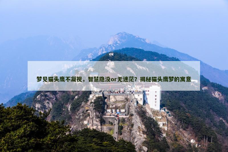 梦见猫头鹰不凝视，智慧隐没or无迷茫？揭秘猫头鹰梦的寓意