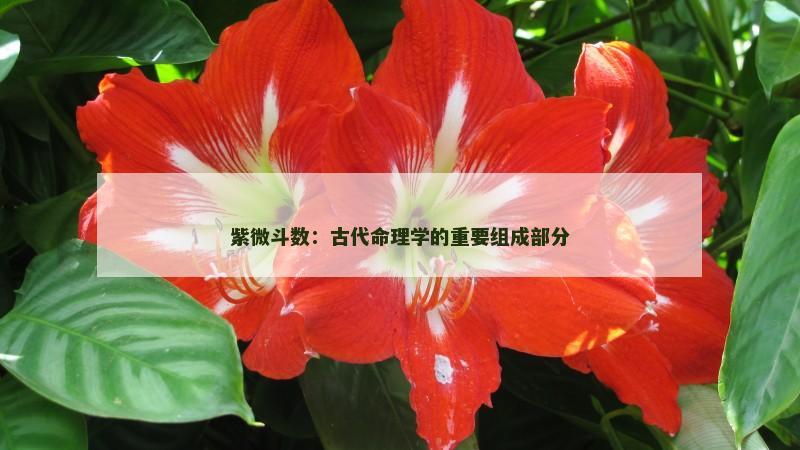 紫微斗数：古代命理学的重要组成部分