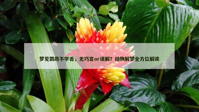 梦见鹦鹉不学舌，无巧言or误解？动物解梦全方位解读