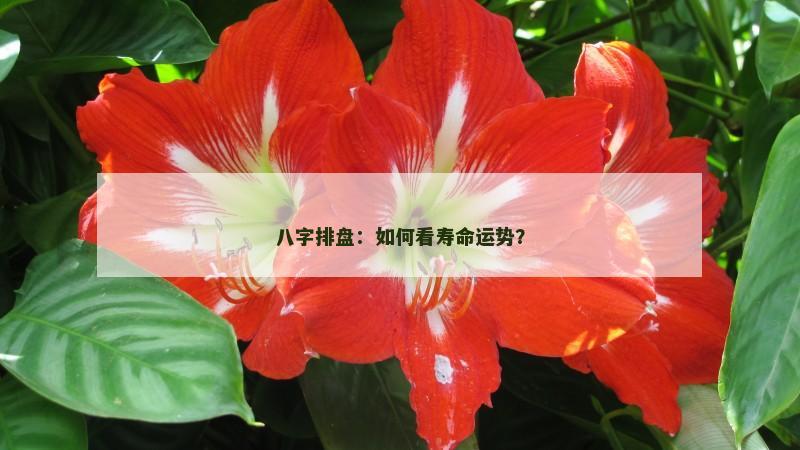 八字排盘：如何看寿命运势？