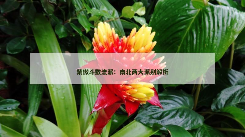 紫微斗数流派：南北两大派别解析