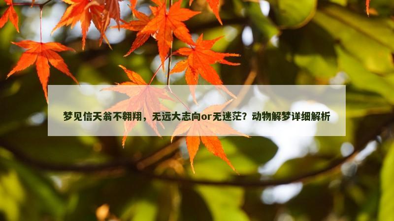梦见信天翁不翱翔，无远大志向or无迷茫？动物解梦详细解析
