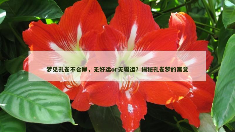 梦见孔雀不合屏，无好运or无霉运？揭秘孔雀梦的寓意