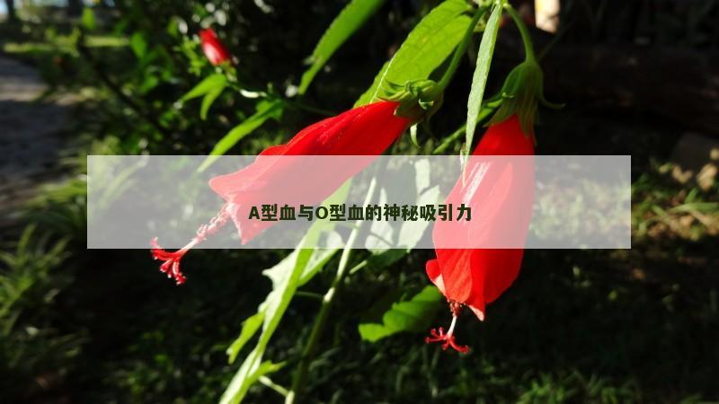 A型血与O型血的神秘吸引力