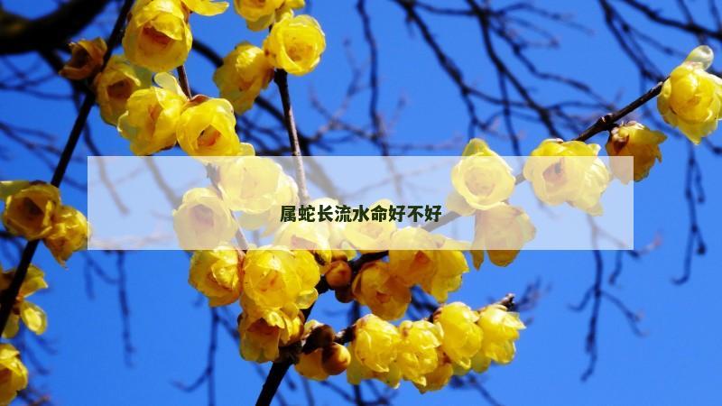 属蛇长流水命好不好 属蛇长流水命好不好