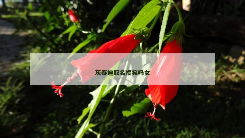 灰泰迪取名搞笑吗女