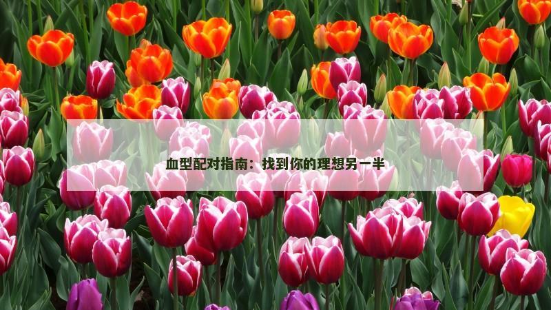 血型配对指南：找到你的理想另一半